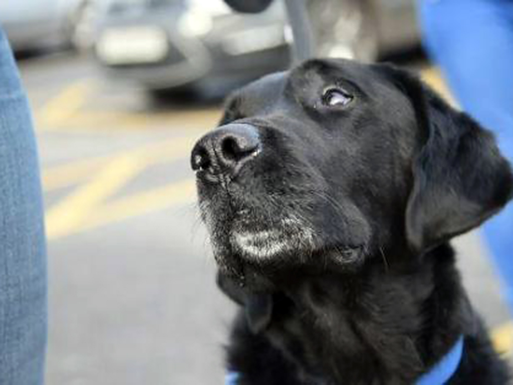 発達障害児の介助犬は兄妹の距離も近くした