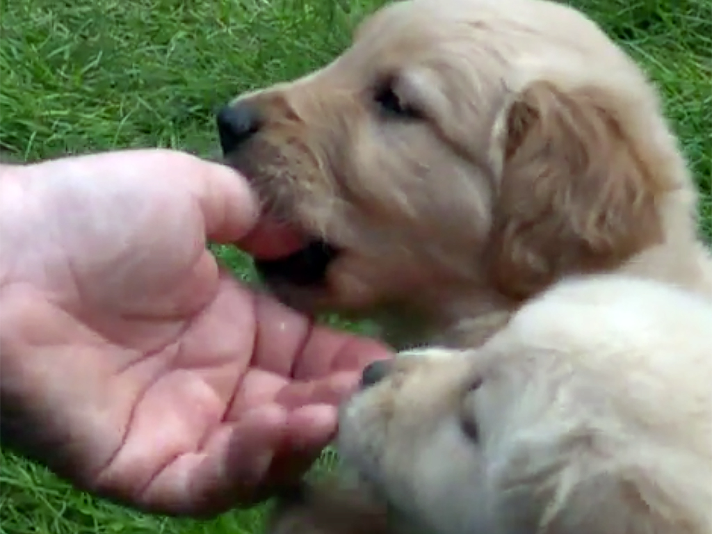 発達障害の子と家族の世界を輝かす子犬たち