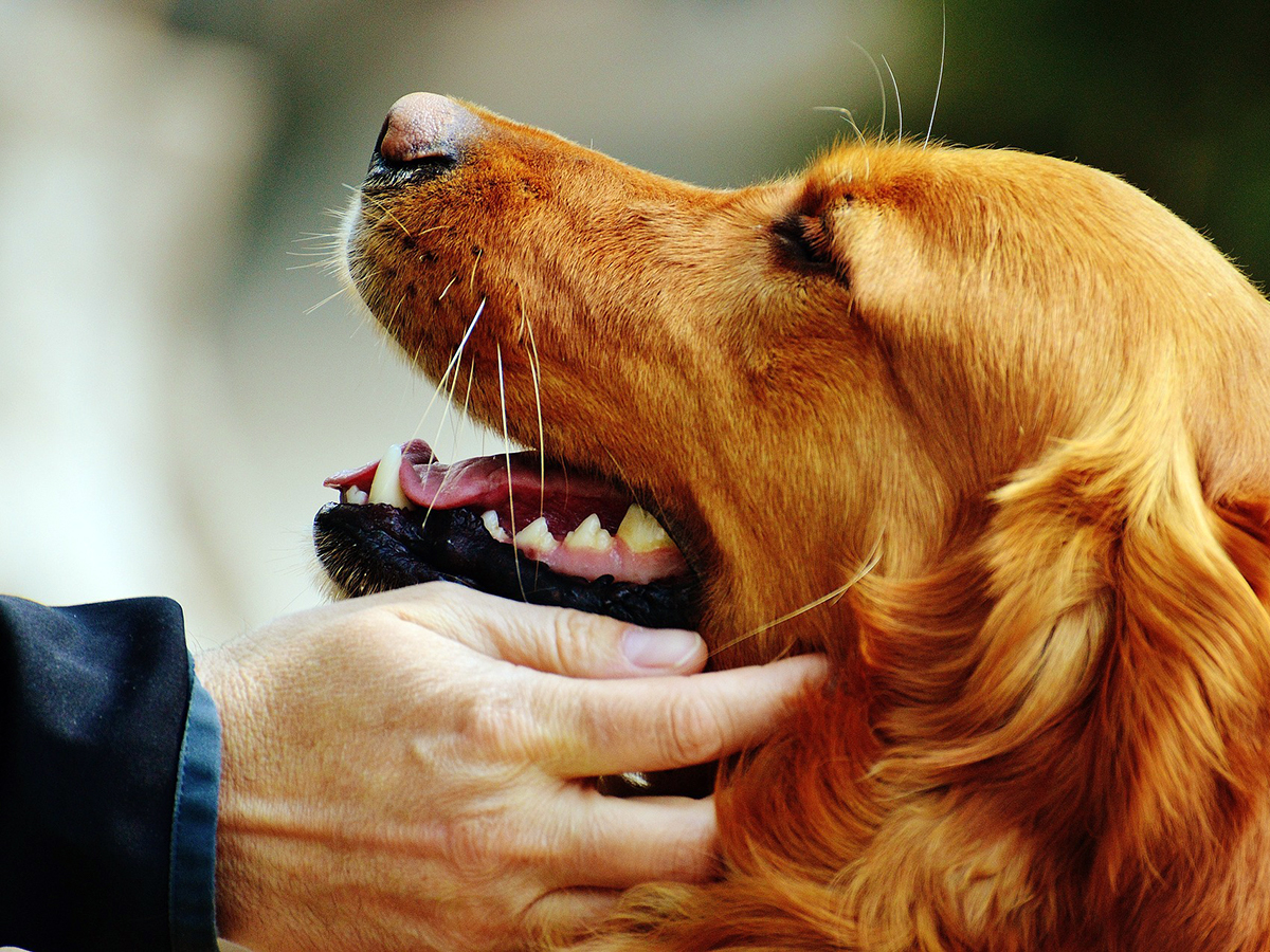 知的障害、発達障害の人にも犬の散歩がまわりとの交流に役立つ