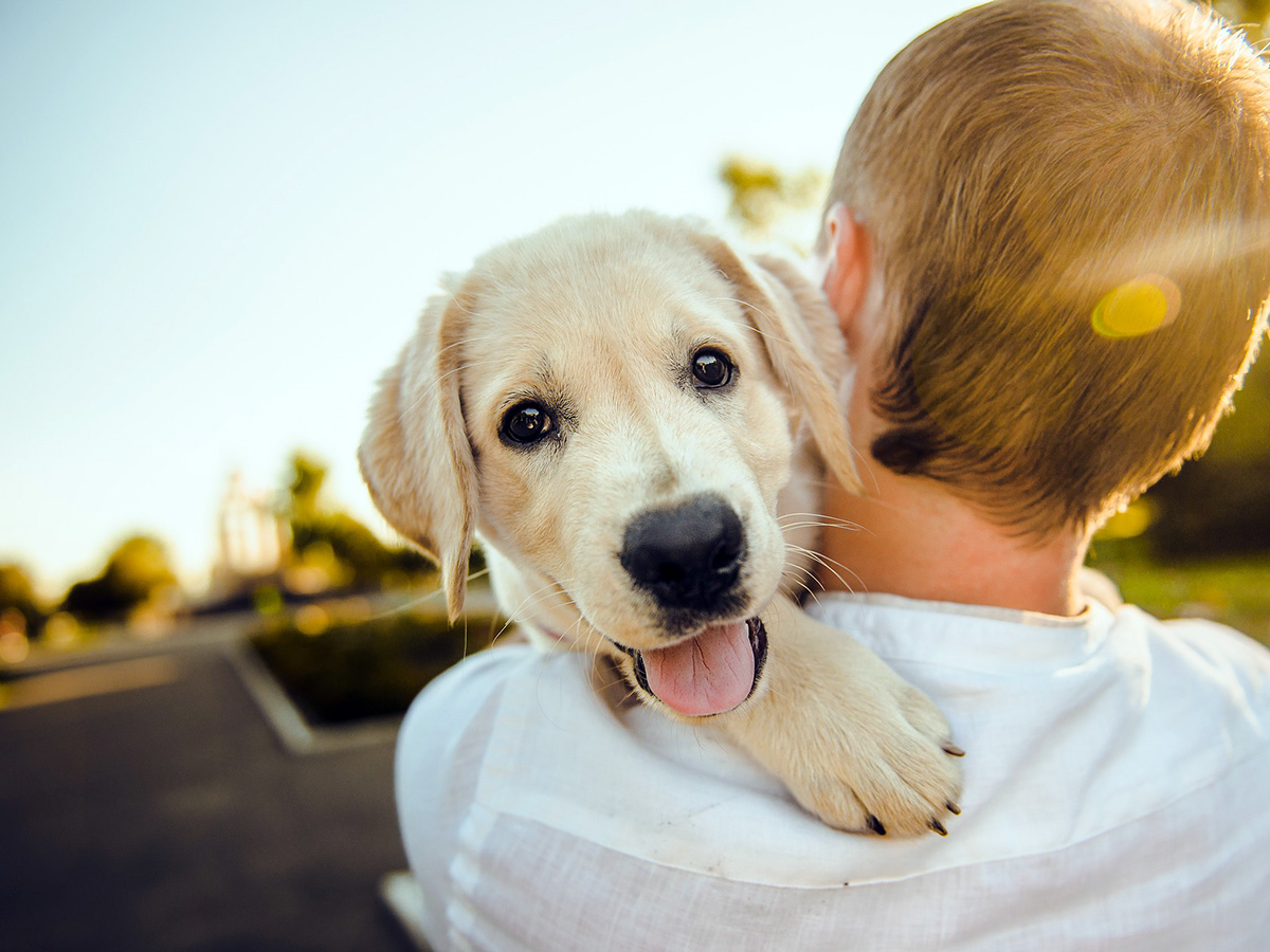 犬は自閉症の人の幸福度を大幅に向上させ、自殺も防ぐ。研究