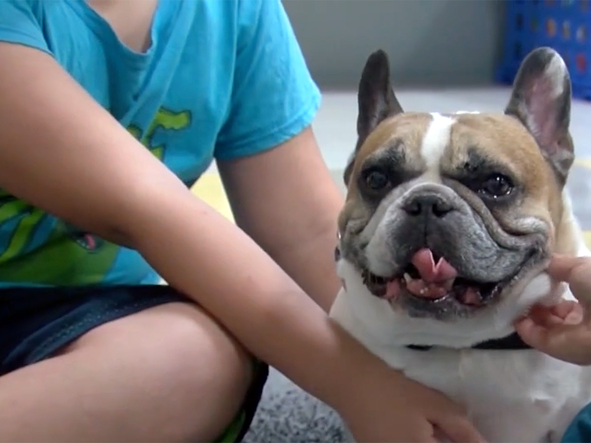米国の学校教室で自閉症の子どもたちを助けている犬たち